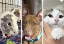 a collage of photos of dogs and cats